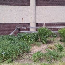 Decatur Public Library - Gardens on the front and side of the library building