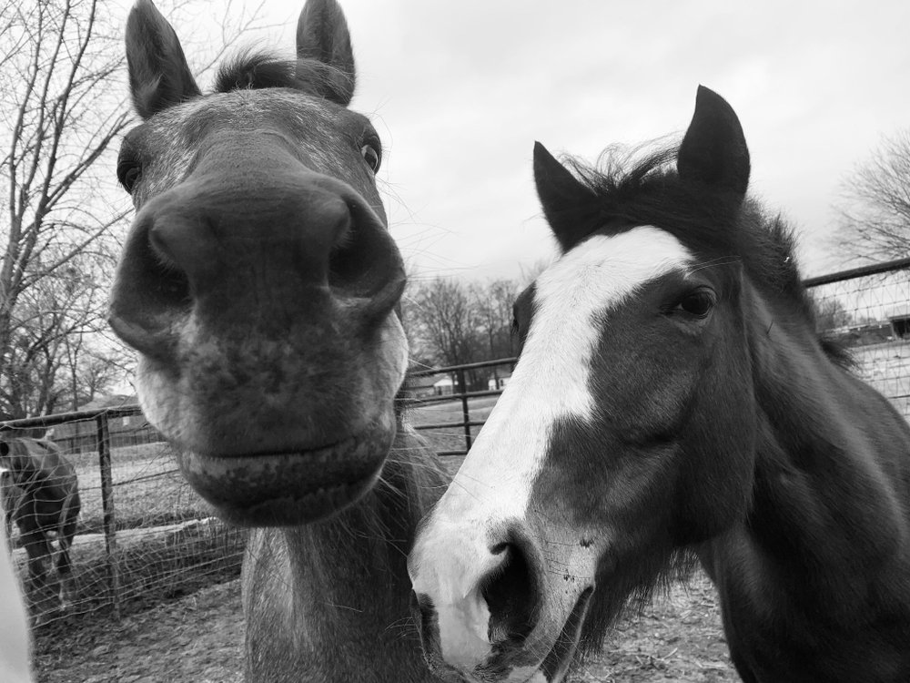 Saddle Time - equestrian in Broken Arrow, OK