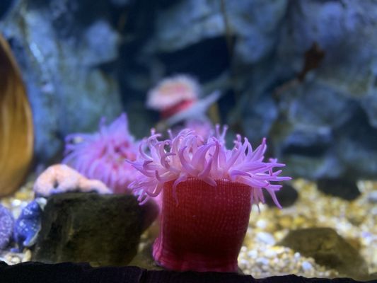 SEA LIFE Orlando Aquarium by null