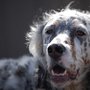 Photo of Lake Country Dog