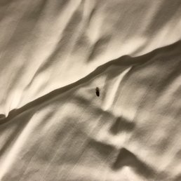 Bed bugs!