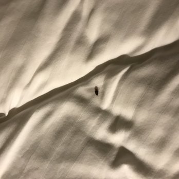 Best Western Copper Hills Inn - Bed bugs! - Hotels Near Me - Globe, Arizona