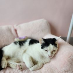 Kitty Bubble Cafe & Bar