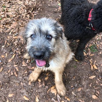 Wag-A-Doches - Pet Training Near Me - Nacogdoches, Texas Wag-A-Doches - Pet Training Near Me - Nacogdoches, Texas