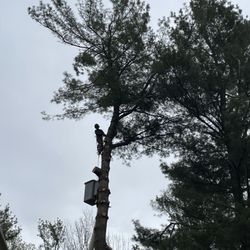 J D Pasquale Tree - Johnathan Pasquale