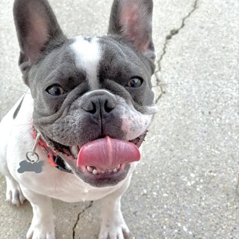 The Rovervelt - Pet Training Near Me - Westwego, Louisiana The Rovervelt - Pet Training Near Me - Westwego, Louisiana