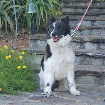 Dogtown K9 Care - Pet Training Near Me Dogtown K9 Care - Pet Training Near Me