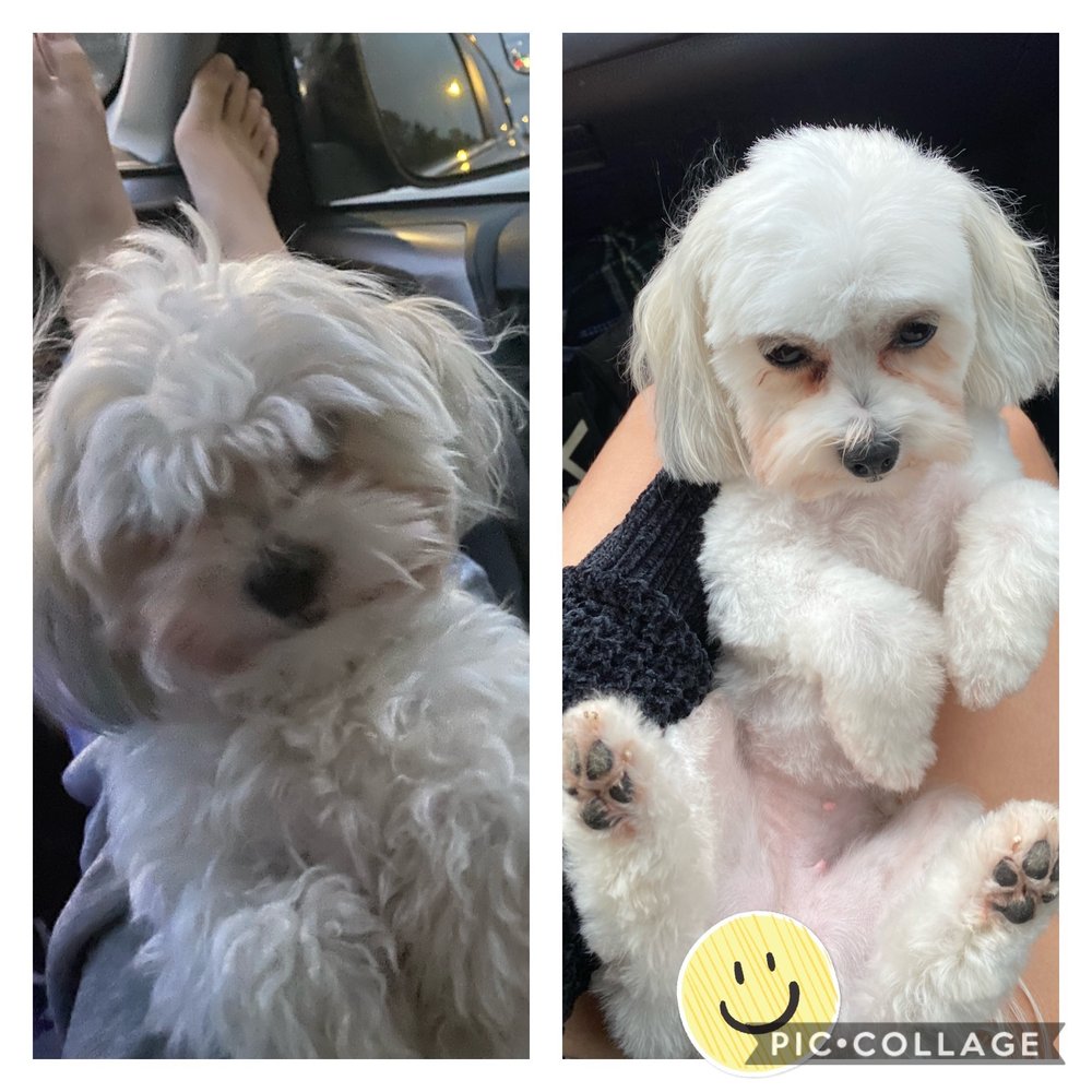 BARK N BUBBLES Updated September 2024 328 Grand Ave, West Des