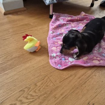 Longdox Mini Dachsunds - Pet Breeders Near Me