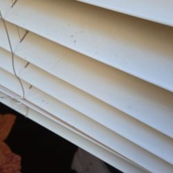 Casa Palma - Mold on blinds