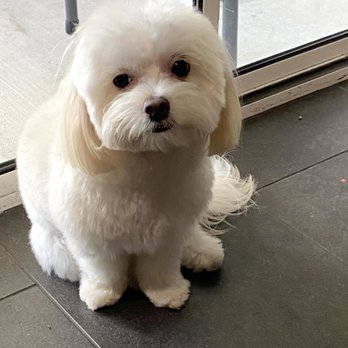 Mutt Cutts Dog Spa - After - Pet Groomers Near Me - Chino, California Mutt Cutts Dog Spa - After - Pet Groomers Near Me - Chino, California