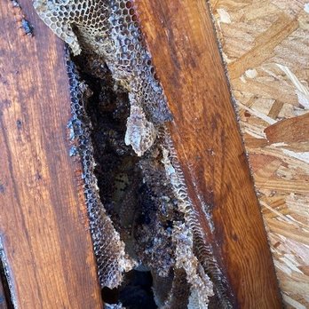 Dewey Pest & Termite Control - Pest Control Near Me - El Cajon, California
