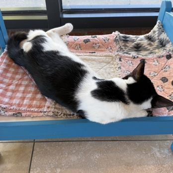 Catopia Cat Cafe - Cat in a bed - Pet Adoption Near Me - Albuquerque, New Mexico