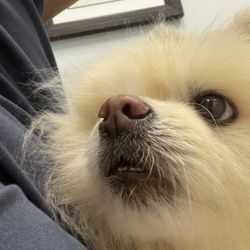 Avenue Animal Wellness + Emergency