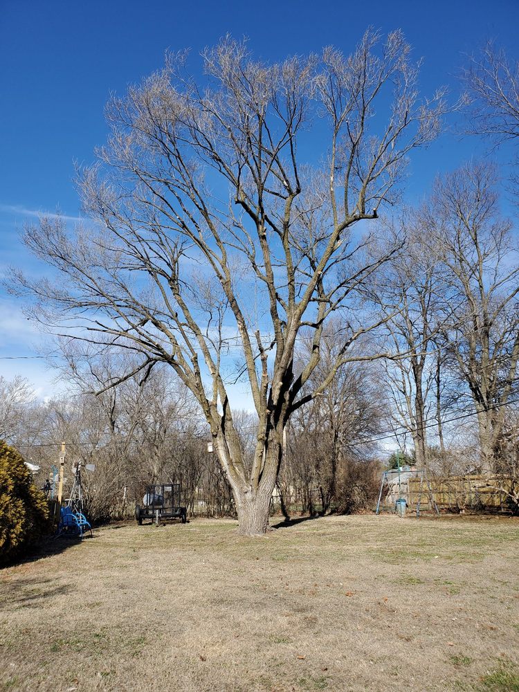 Acorn Tree Care - tree service in Springfield, MO