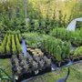 A.J.'s Evergreen Nursery