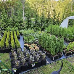 A.J.'s Evergreen Nursery