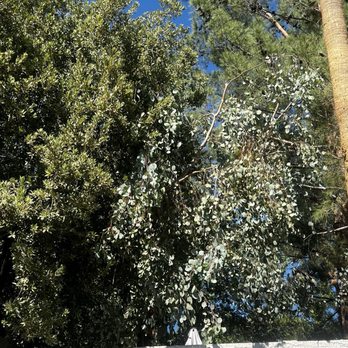 WestCo Tree Service - The eucalyptus tree now supported and upright - Tree Services Near Me WestCo Tree Service - The eucalyptus tree now supported and upright - Tree Services Near Me