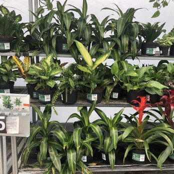 Walmart Supercenter - $5 indoor plants - Department Stores Near Me - Morehead City, North Carolina