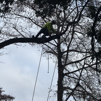 Joe's Tree Care - Climbing - Tree Services Near Me - Austin, Texas Joe's Tree Care - Climbing - Tree Services Near Me - Austin, Texas