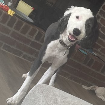David's Pet Grooming - Pet Groomers Near Me - Lewisville, Texas