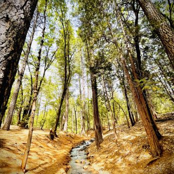 The Pines Inn - Hotels Near Me - Grass Valley, California The Pines Inn - Hotels Near Me - Grass Valley, California