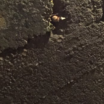 Cosmic Cavern - Cute little bats - Tours Near Me - Berryville, Arkansas Cosmic Cavern - Cute little bats - Tours Near Me - Berryville, Arkansas