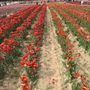 Photo of JP Niagara Tulip Experience