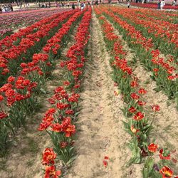 JP Niagara Tulip Experience