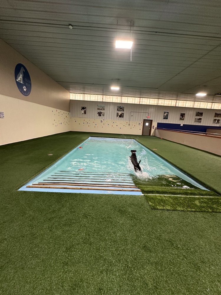 CLUB K9 AT THE RANCH Updated August 2024 11 Photos & 17 Reviews 9436 W Steger Rd