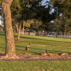 Don Knabe Community Regional Park - These ducks must prefer trees over water lol