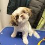 Photo of Pampered Paws By Tiff