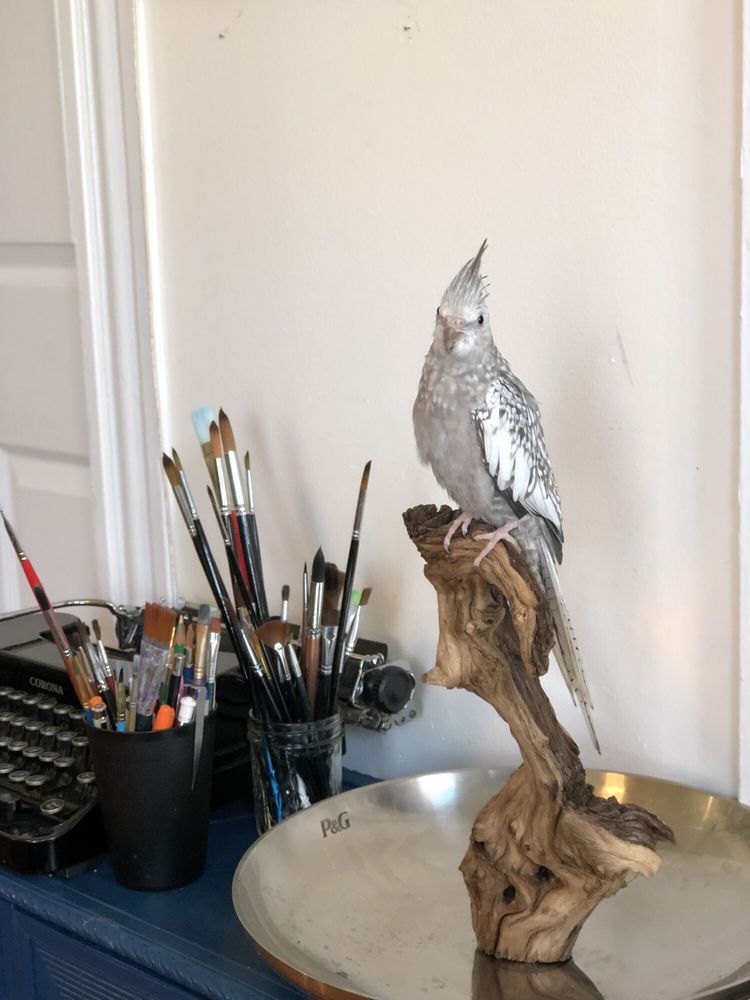 THE BIRD & REPTILE CONNECTION - 12 Photos & 23 Reviews - Pet Stores