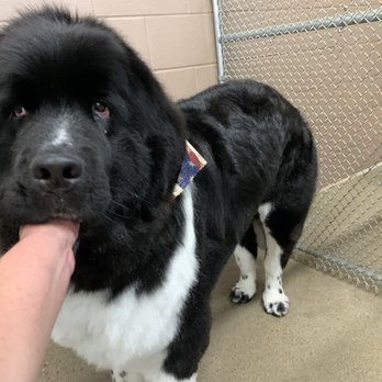 Dog Grooming by Sally - Pet Groomers Near Me - Carlisle, Iowa Dog Grooming by Sally - Pet Groomers Near Me - Carlisle, Iowa