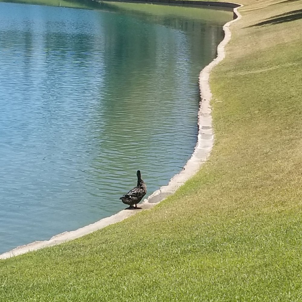 Dobson Ranch Park - Lonely duckling - Parks Near Me - Mesa, Arizona