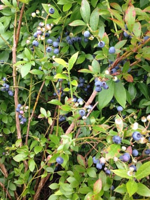 Mercer Slough Blueberry Farm by null