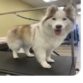 Furologist Dog Spa - The curve ! - Pet Groomers Near Me - San Jose, California
