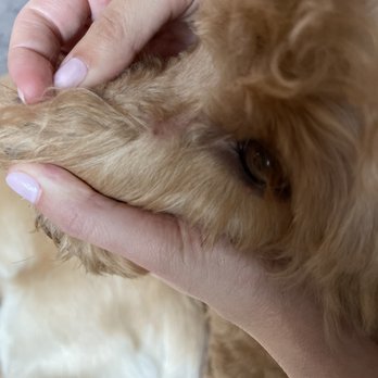 Angela's Super Grooms - Cut on his face which she said he did to himself from scratching! - Pet Groomers Near Me - Santa Barbara, California Angela's Super Grooms - Cut on his face which she said he did to himself from scratching! - Pet Groomers Near Me - Santa Barbara, California