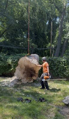 Albany Tree on Yelp