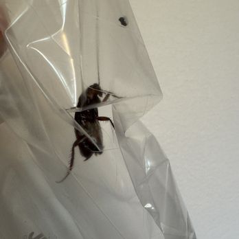 EcoShield Pest Solutions - COCKROACHES - Pest Control Near Me - Austin, Texas EcoShield Pest Solutions - COCKROACHES - Pest Control Near Me - Austin, Texas