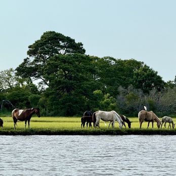 Salt Water Pony Tours - Boat Tours Near Me - Chincoteague, Virginia