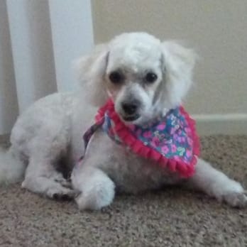A Cut Above - Pet Groomers Near Me - Victorville, California A Cut Above - Pet Groomers Near Me - Victorville, California