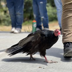 Shady Creek Outdoor School - Conrad (Turkey Vulture)