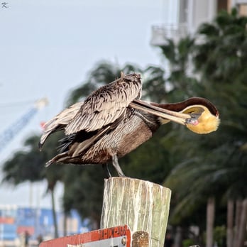 Brickell Park - Pelican grooming itself. - Landmarks & Historical Buildings Near Me - Miami, Florida