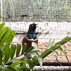 Cape Coral Dental Center - Exotic birds