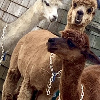 Island Alpaca - Alpacas Rule! - Knitting Supplies Near Me - Oak Bluffs, Massachusetts