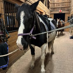 Painted Dreams Farm - A horse tacked up
