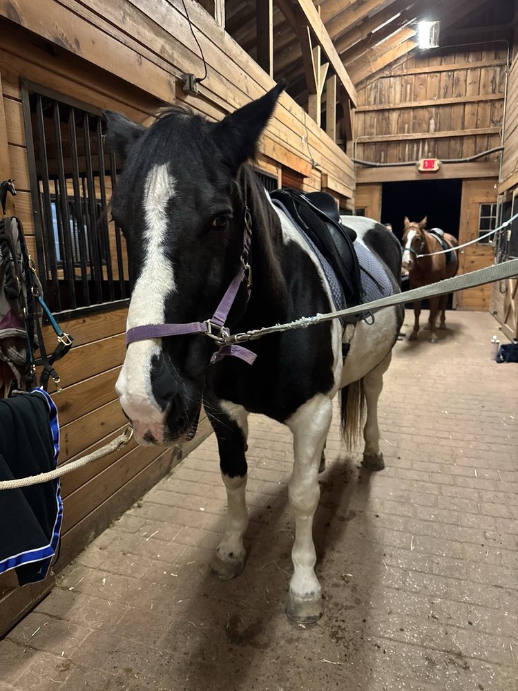 Painted Dreams Farm - equestrian in Newtown, PA