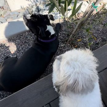 OC PUP PALS - Updated January 2026 - 48 Photos & 12 Reviews