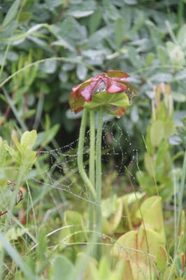 Memorial University Botanical Garden by null